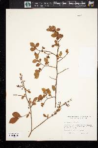 Vaccinium vacillans image