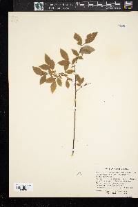 Vaccinium vacillans image