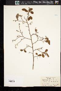 Vaccinium vacillans image