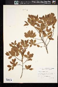 Vaccinium vacillans image