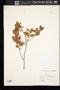 Vaccinium vacillans image