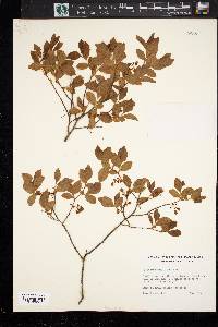 Vaccinium vacillans image