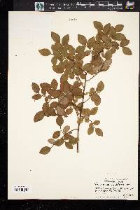 Vaccinium vacillans image