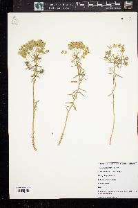 Euphorbia cyparissias image