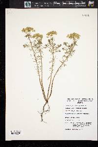 Euphorbia cyparissias image