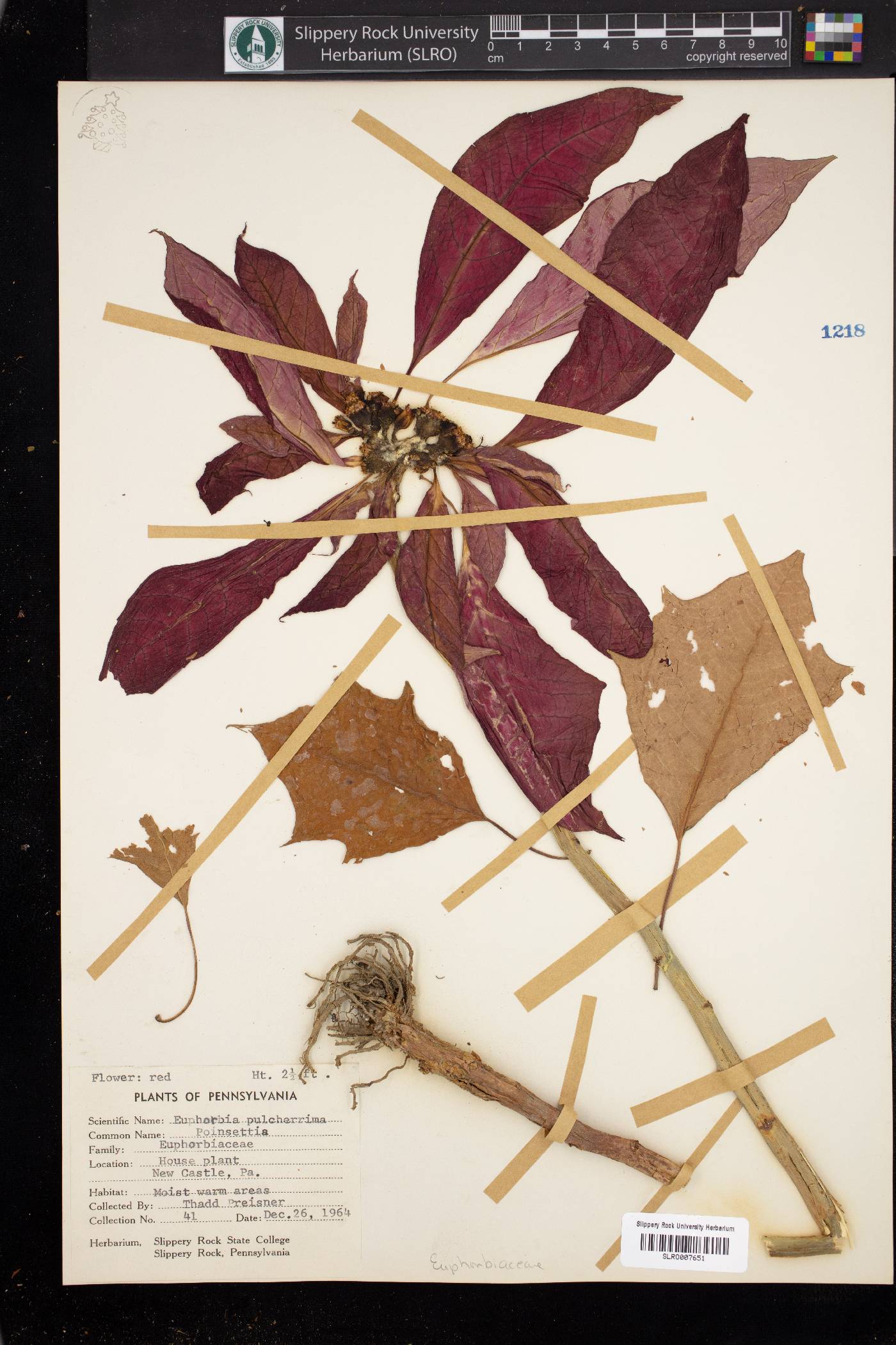 Euphorbia pulcherrima image