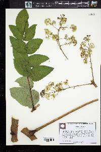 Aralia spinosa image