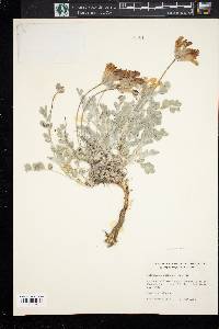 Astragalus utahensis image