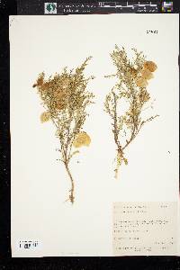 Astragalus wardii image