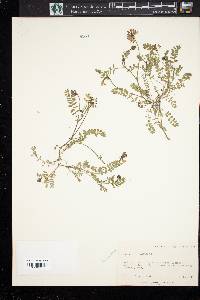 Astragalus alpinus image