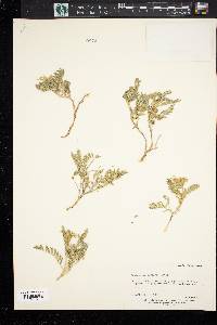 Astragalus agrestis image