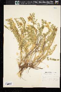 Astragalus beckwithii image