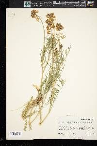 Astragalus bisulcatus image