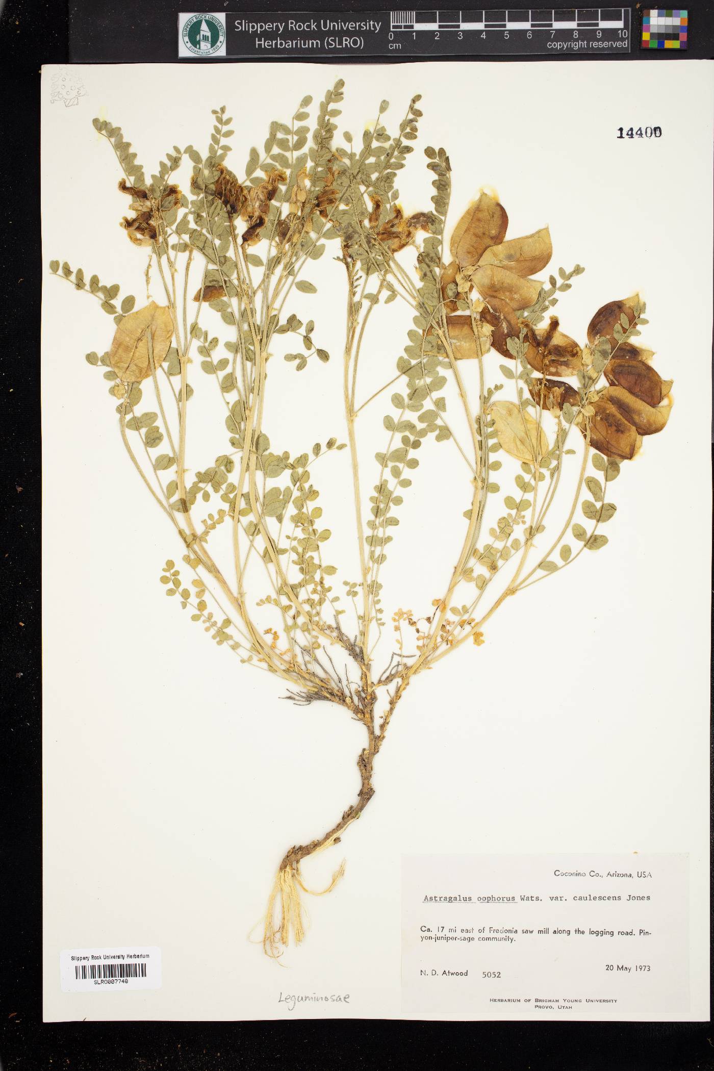 Astragalus oophorus image