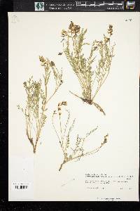 Astragalus miser var. oblongifolius image