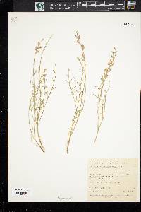 Astragalus moencoppensis image