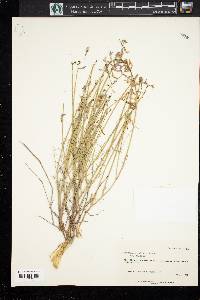 Astragalus coltoni var. coltoni image