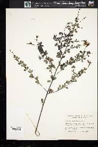 Baptisia tinctoria image