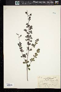 Baptisia tinctoria image