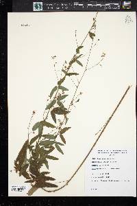 Desmodium canadense image