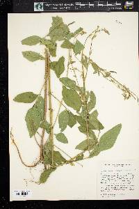 Desmodium tortuosum image