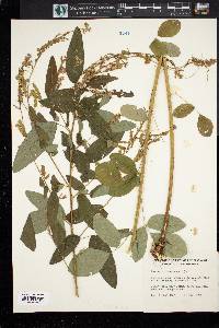 Desmodium canadense image