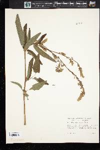 Desmodium canadense image