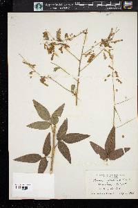 Desmodium perplexum image