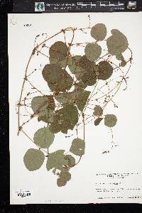 Desmodium rotundifolium image