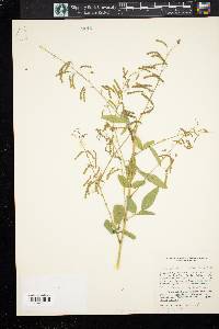 Desmodium tortuosum image