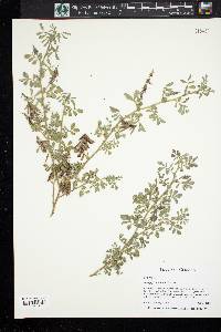 Indigofera spicata image