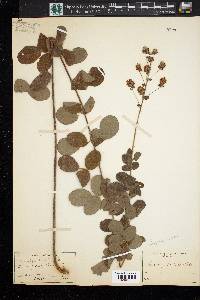 Lespedeza hirta image