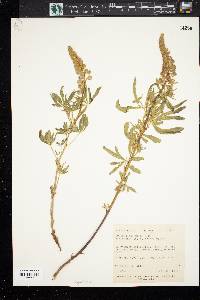 Lupinus argenteus var. boreus image