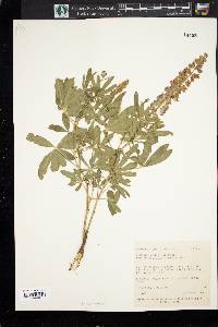 Lupinus argenteus subsp. rubricaulis image