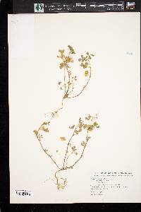 Medicago polymorpha image