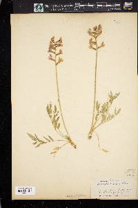 Oxytropis lambertii image