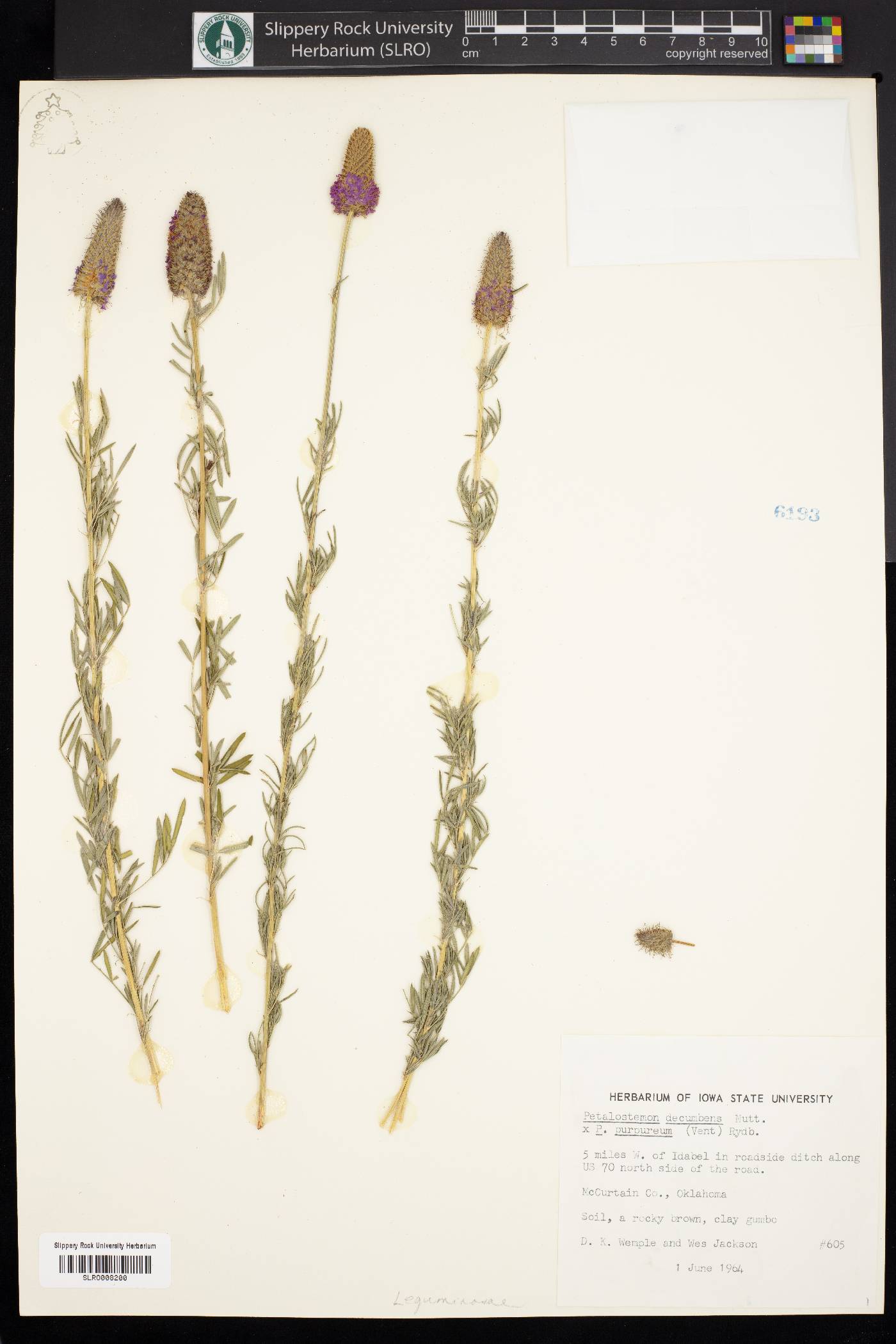 Petalostemon decumbens image