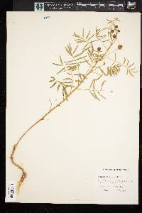 Mimosa microphylla image