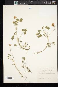 Trifolium arvense image