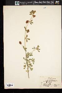 Trifolium aureum image