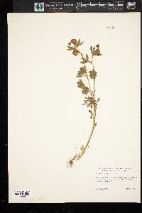 Trifolium aureum image