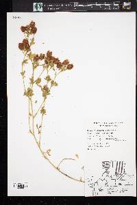 Trifolium aureum image