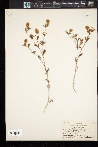 Trifolium arvense image