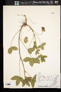 Trifolium arvense image