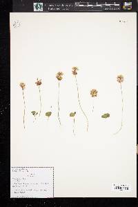 Trifolium hybridum image