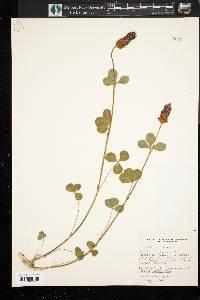 Trifolium incarnatum image