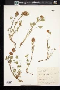 Trifolium longipes subsp. pygmaeum image