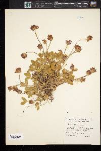 Trifolium parryi image