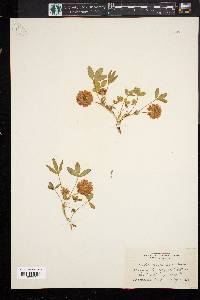 Trifolium virginicum image