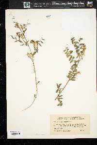 Vicia caroliniana image